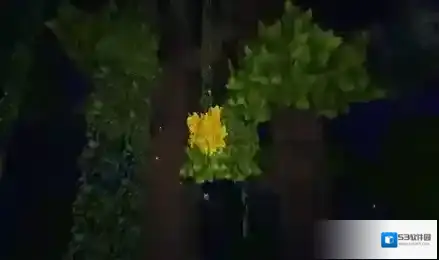 迷你世界猴子