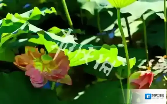新浪微博寓意